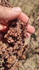 Rumex patientia orientalis