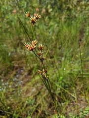 Cladium mariscoides