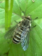 Pangoniinae