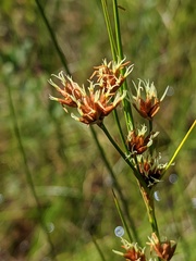 Cladium mariscoides