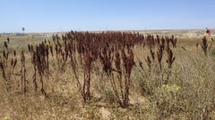 Rumex patientia orientalis