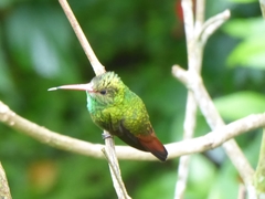 Amazilia tzacatl