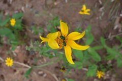 Melyris