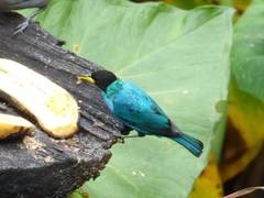 Chlorophanes spiza