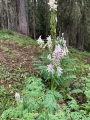 Corydalis caseana brandegeei