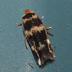 Etainia sericopeza