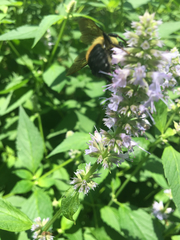 Bombus