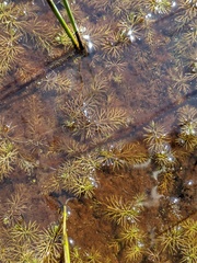 Utricularia intermedia
