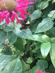 Bombus auricomus