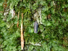 Synecdoche impunctata