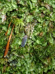 Synecdoche impunctata