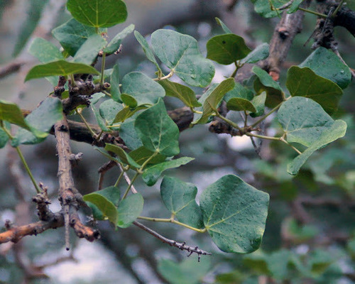 Erythrina sandwicensis