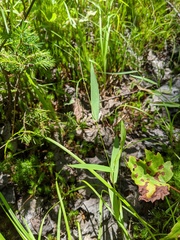 Dichanthelium boreale