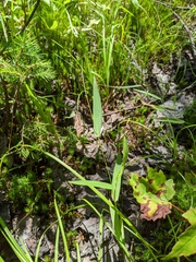 Dichanthelium boreale