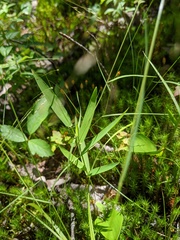 Dichanthelium boreale