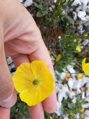 Papaver alpinum