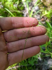 Dichanthelium boreale