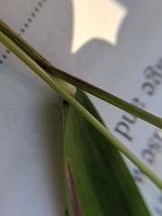 Dichanthelium boreale