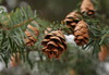 Conifers - Photo (c) Steven Severinghaus, some rights reserved (CC BY-NC-SA)