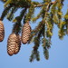 Conifers - Photo (c) harum.koh, some rights reserved (CC BY-SA)