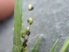 Dichanthelium boreale