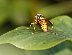 Spilomyia alcimus