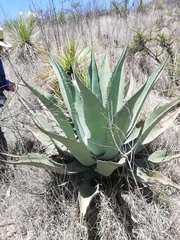 Agave durangensis