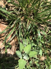 Norvellina chenopodii