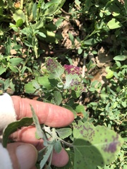 Norvellina chenopodii