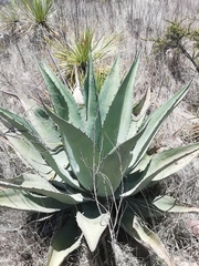 Agave durangensis
