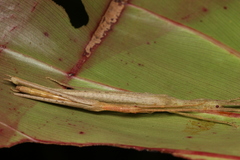 Metriophasma pericles