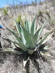 Agave durangensis