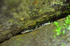 Plethodon yonahlossee