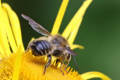 Megachile ligniseca