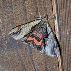 Catocala ultronia