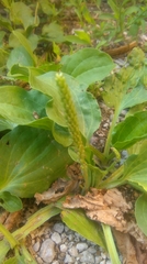 Plantago major