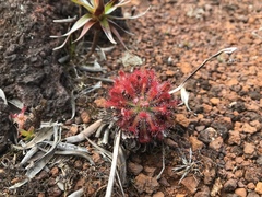 Drosera neocaledonica