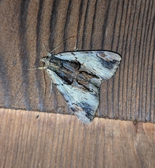 Catocala ultronia