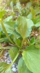 Plantago major