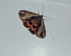 Catocala ultronia