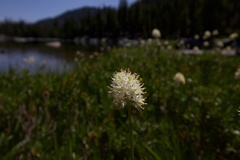 Triantha occidentalis