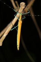 Tithonophasma tithonus