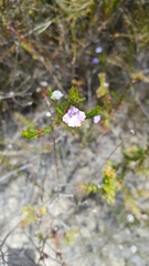 Hemigenia purpurea