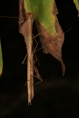 Metriophasma pericles