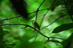 Rhynchocyclus brevirostris