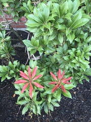 Pieris japonica
