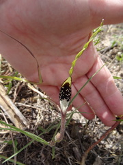 Aristolochia erecta