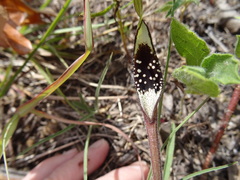 Aristolochia erecta
