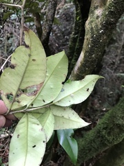 Myrceugenia planipes