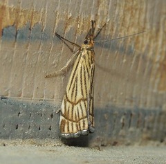 Chrysocramboides craterella